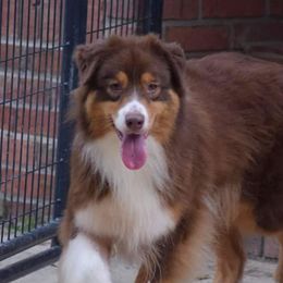 Dot - Australian Shepherd