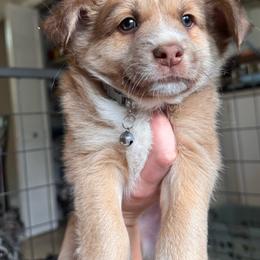 O'Neill - male Sporty Mix puppy in Richland, Michigan from Seay's Sporty Mixes