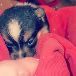 American Corgi Puppies from Highland corgis