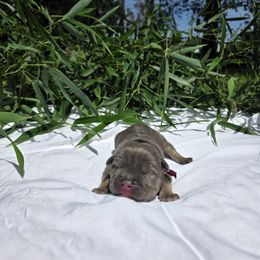 Zephyr - Blue tri-color male American Bully puppy in Perryville, Maryland from Household 6 Bullies, LLC
