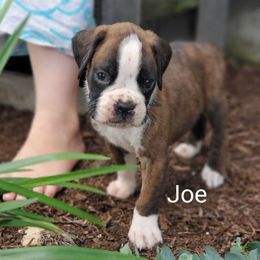Joe - Brindle male Boxer puppy in Newville, Pennsylvania from Zimmerman's Pets