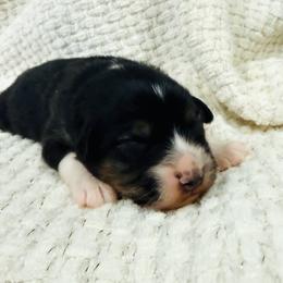 Mustard (lt blue collar) - Black tri-color male Australian Shepherd puppy in Ashland, Ohio from SS Australian Shepherds