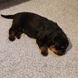 Princess Vom Hause Pragacz - Black and mahogany female Rottweiler puppy in Bartonsville, Pennsylvania from Karol's Rottweilers