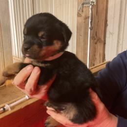 Girl 2 - Black and mahogany female Rottweiler puppy in Cartersville, Virginia from Vom Heldenhaft Rottweilers