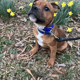 Hemi - Red male Staffordshire Bull Terrier puppy in Mcminnville, Tennessee from TimbreStaff