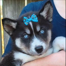 Artemis - Sable and white female Siberian Husky puppy in Richland, Mississippi from Feazell’s Siberian Huskies