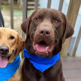 Labrador Retrievers from Southern Pine Labradors