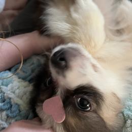 Blinky - Red tri female Toy Australian Shepherd puppy in Medina, Tennessee from Fly Farms