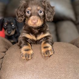 Dachshund Puppies from Johnson’s Weiner Farm