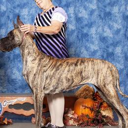 Nikita - Great Dane