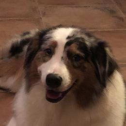 Mariah - Australian Shepherd
