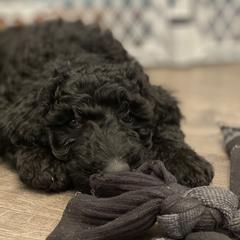 Double Doodle Puppies from Wicker Doodles