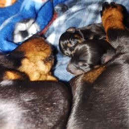 Mila - Black and tan female Dachshund puppy in Texas from Boonedox Bred2BlessU