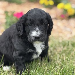 Cricket - Black male Goldendoodle puppy in Pleasant Prairie, Wisconsin from Prairie Doodle Dogs
