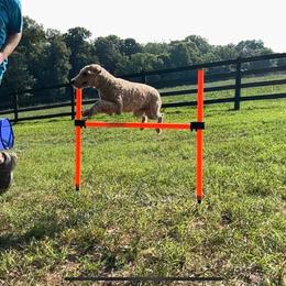 Ginger - Poodle