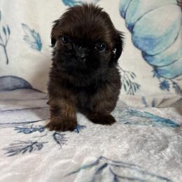 Scout - Red male Shih Tzu puppy in Sharon, Pennsylvania from Keystone Danes and Shih tzus