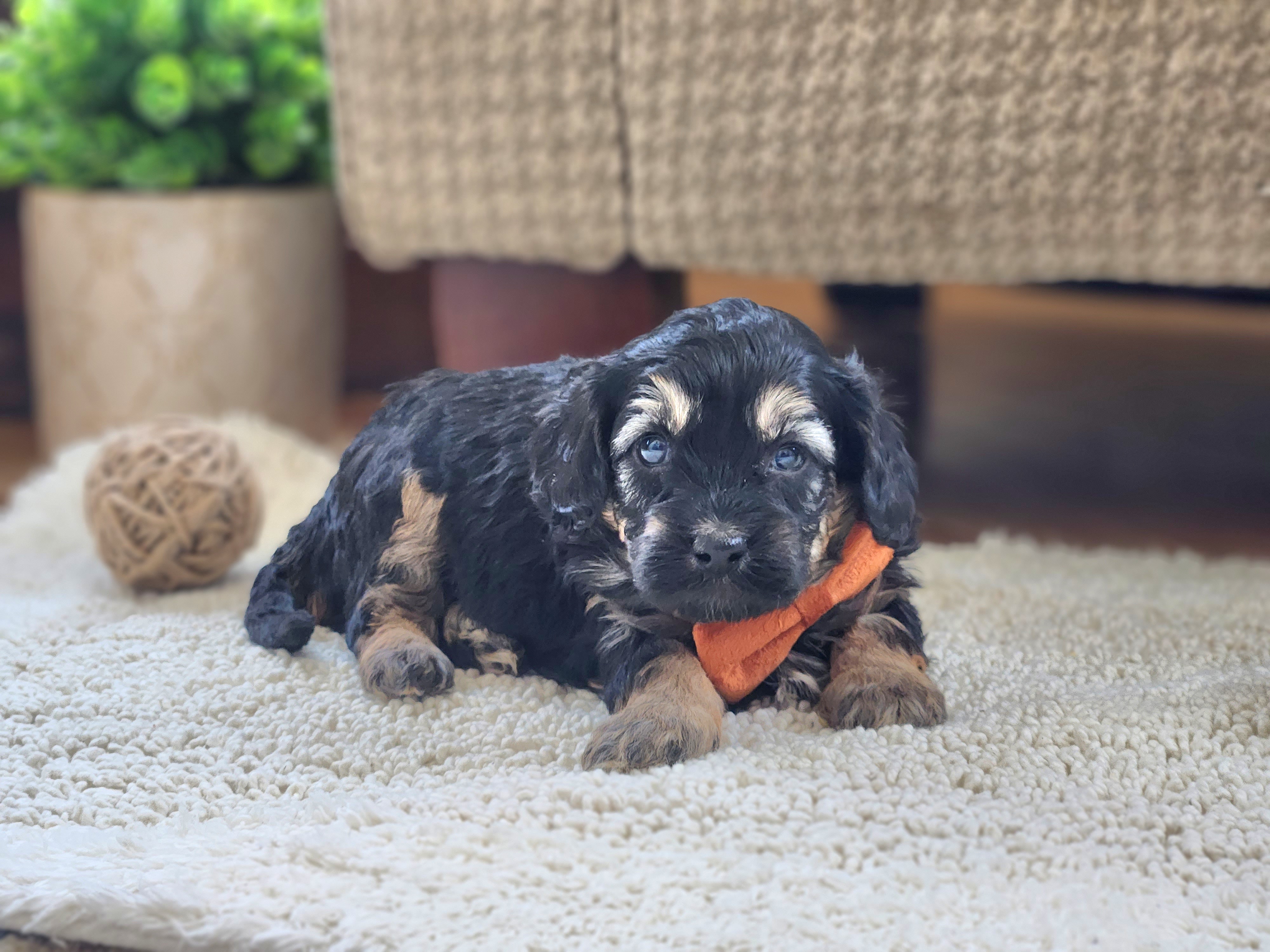 Cavapoo and Dachshund Puppies from Barnyard Dachshunds, Dals & Doodles