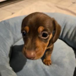 AKC Spanky - Chocolate and tan male Dachshund puppy in Onalaska, Texas from Weenies on the Lake