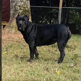 Legand - Cane Corso