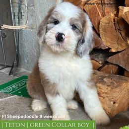 TETON - Blue merle and white male Sheepadoodle puppy in Charlo, Montana from Heavenly Hilltop Farm
