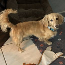 Little Man - Dachshund