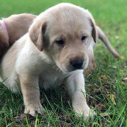 Labrador Retrievers and Portuguese Water Dogs from Woodsmoke Kennels