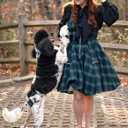 willow - Poodle