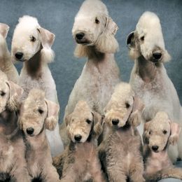 Bedlington Terriers from Lucy Heyman's Bedlington Terriers