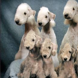 Bedlington Terriers from Lucy Heyman's Bedlington Terriers
