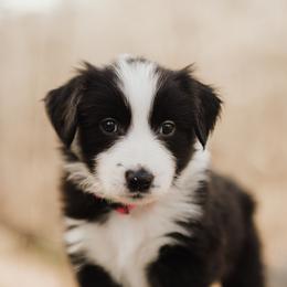Ruby - Black white and tan female Old Time Scotch Collie puppy in Alexander, North Carolina from The Fiddlesticks Farm