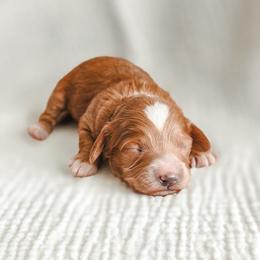 Sunny - Red  female Goldendoodle puppy in Punta Gorda, Florida from Transformation Acres Goldendoodle