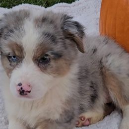 Girl 3 - Blue merle Australian Shepherd puppy in Georgia from Southern Bred Aussies