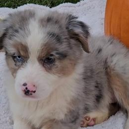 Girl 3 - Blue merle Australian Shepherd puppy in Georgia from Southern Bred Aussies