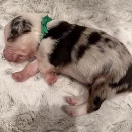 Miniature Australian Shepherd Puppies from Elsa’s lil Wiggle Butts