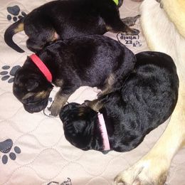 German Shepherd Puppies from Countryside Kennel