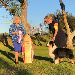 Anatolian Shepherd Dog and Australian Shepherd All Grown Up from Tina Burks