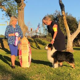 Anatolian Shepherd Dog and Australian Shepherd All Grown Up from Tina Burks