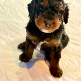 Tricolor Male 3 - Phantom male Bernedoodle puppy in Anchorage, Alaska from Cascade Country Doodles