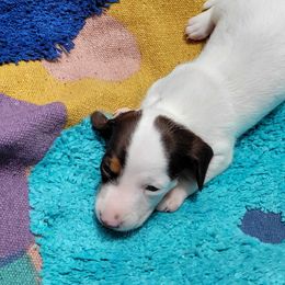 Dachshund Puppies from One Love Doxies