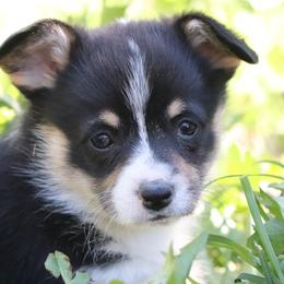 American Corgi Puppies from Diamond Corgis