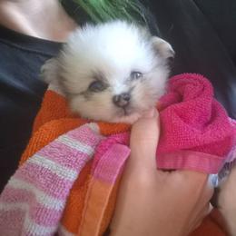 Dino - Blue merle male Pomeranian puppy in Billings, Montana from Magic City Poms