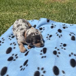 Dachshund Puppies from TLC Dachshund
