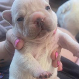 Gemma - Blue tri-color female Bulldog puppy in Seneca, South Carolina from Burrell’s Bulldog Kingdom