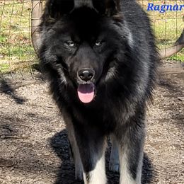 Ragnar - Agouti and white male Siberian Husky puppy in Hiawassee, Georgia from Chastains Huskies