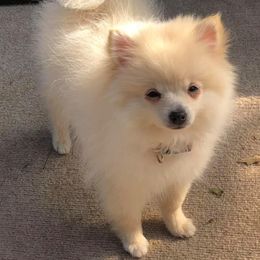 Maltese, Pomeranians, Shih Tzus, and Yorkshire Terriers from Gibbs Gorgeous Paws LLC