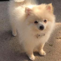 Maltese, Pomeranians, Shih Tzus, and Yorkshire Terriers from Gibbs Gorgeous Paws LLC