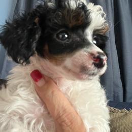 Bud-Blue collar - Parti male Poodle puppy in Winter Haven, Florida from Herdez’s Poodles