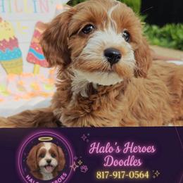 Jade - Red female Cavapoo puppy in Dallas, Texas from Halo's Heroes Doodles