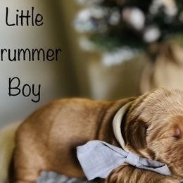 Boy Pick 1 - Golden Retriever puppy in Cocoa, Florida from Goldens of the Groves LLC.