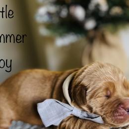 Boy Pick 1 - Golden Retriever puppy in Cocoa, Florida from Goldens of the Groves LLC.